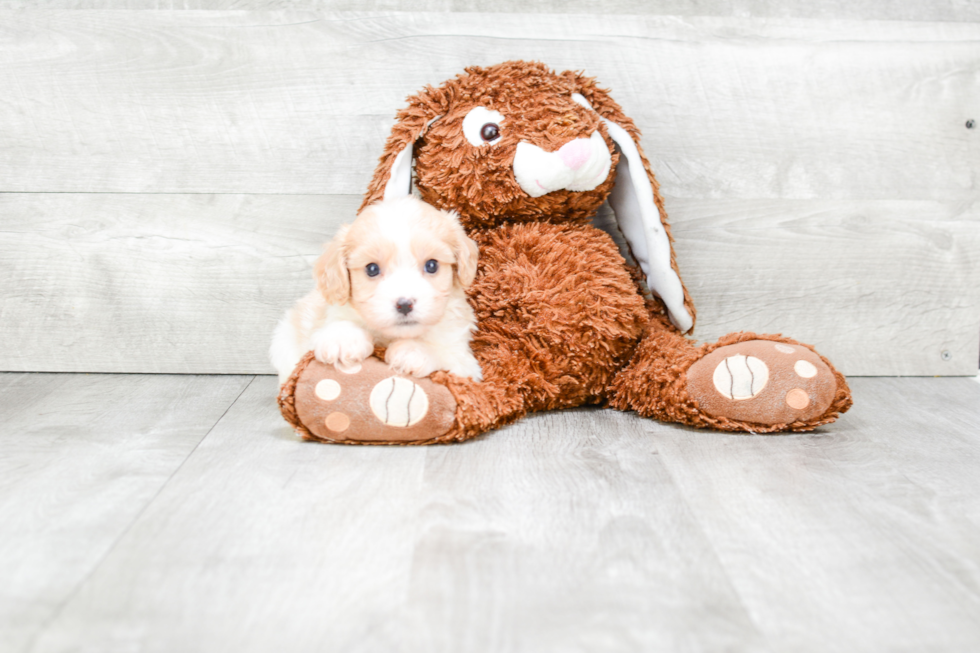 Sweet Cavachon Baby