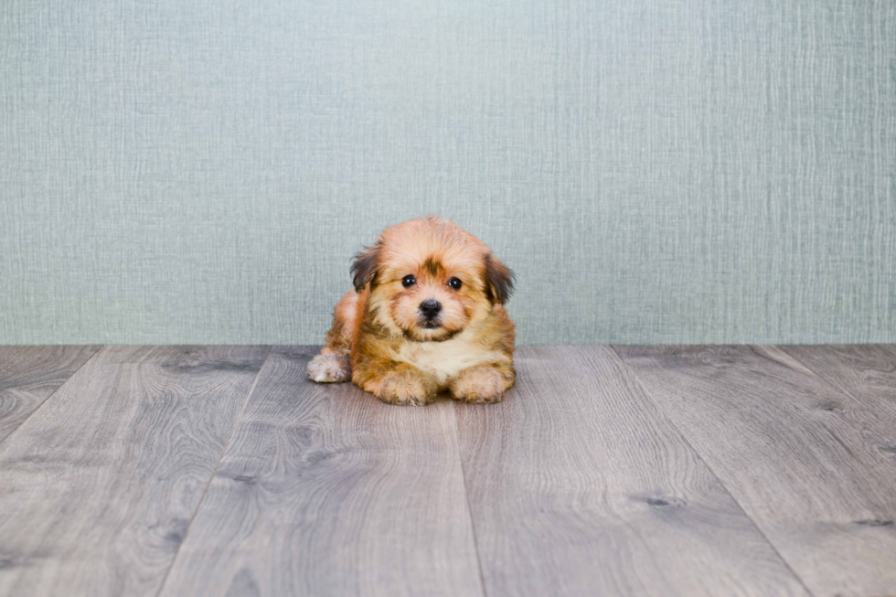 Friendly Morkie Baby