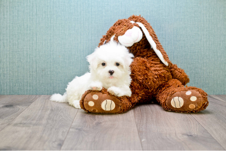 Best Maltese Baby