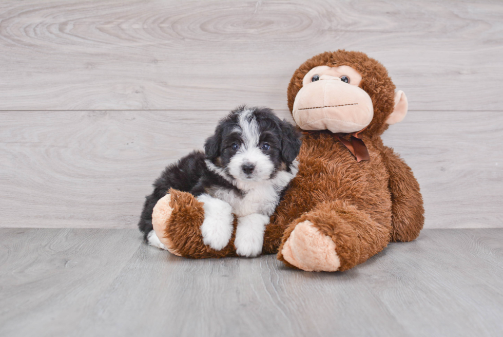 Mini Aussiedoodle Pup Being Cute