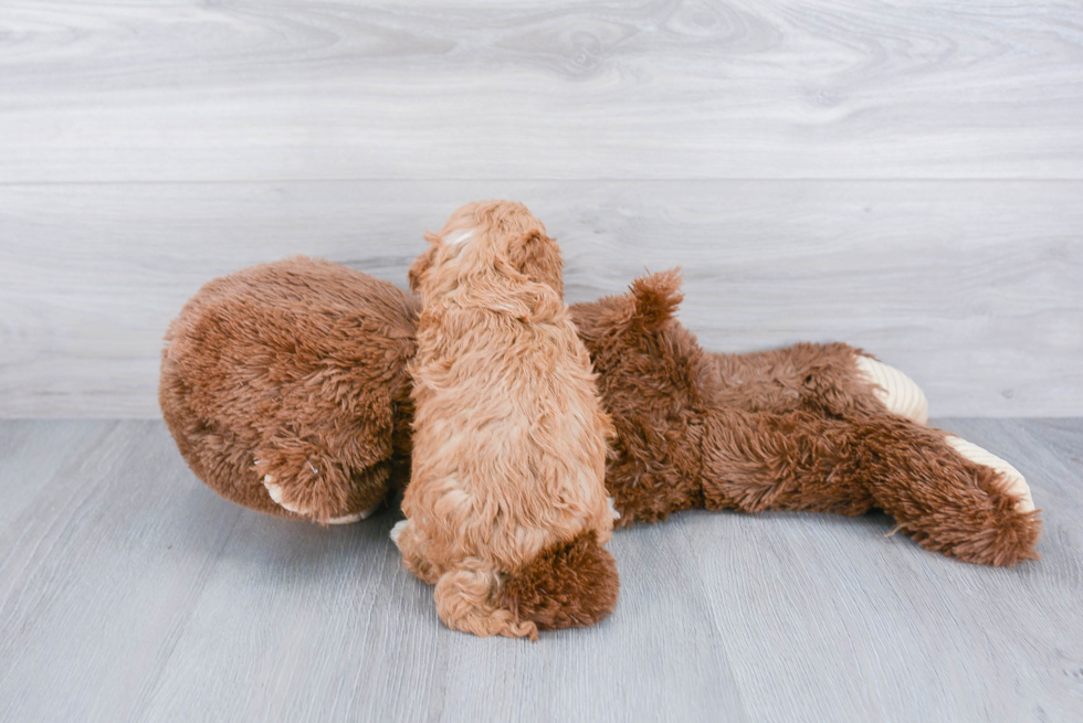 Friendly Cavapoo Baby