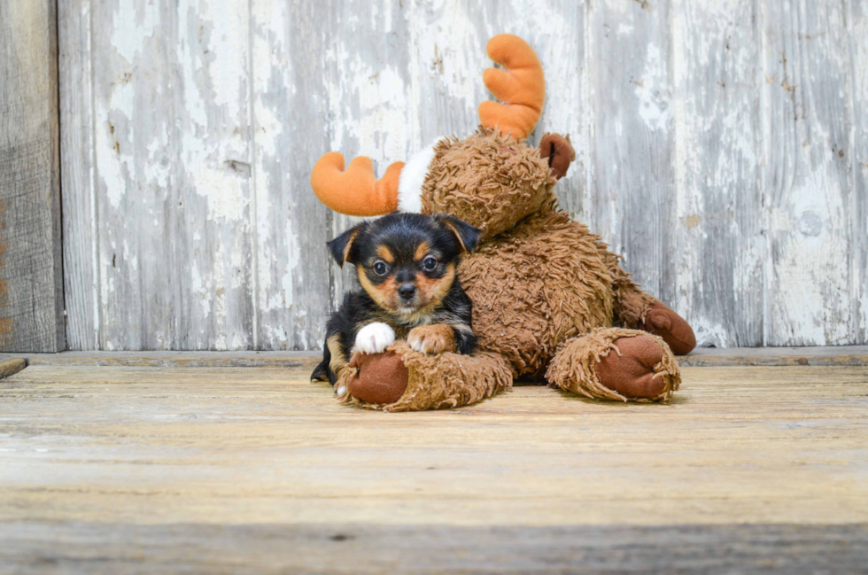 Mixed Breed Pup Being Cute