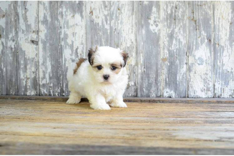 Small Teddy Bear Baby