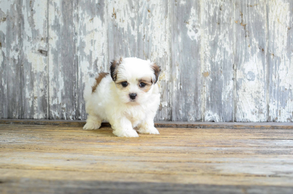 Small Teddy Bear Baby