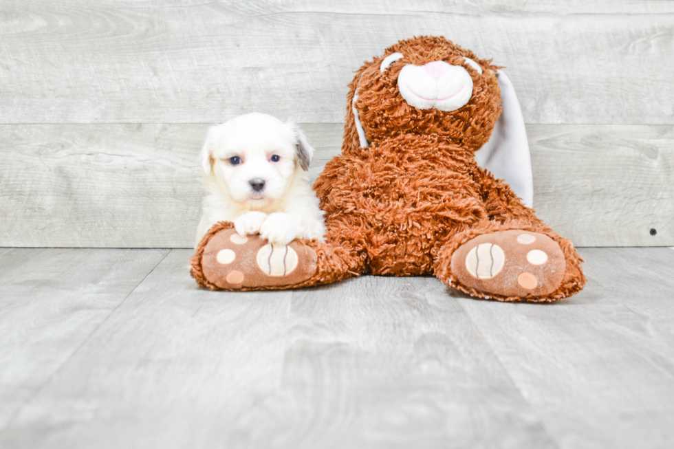 Friendly Teddy Bear Baby