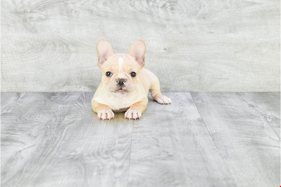 French Bulldog Pup Being Cute