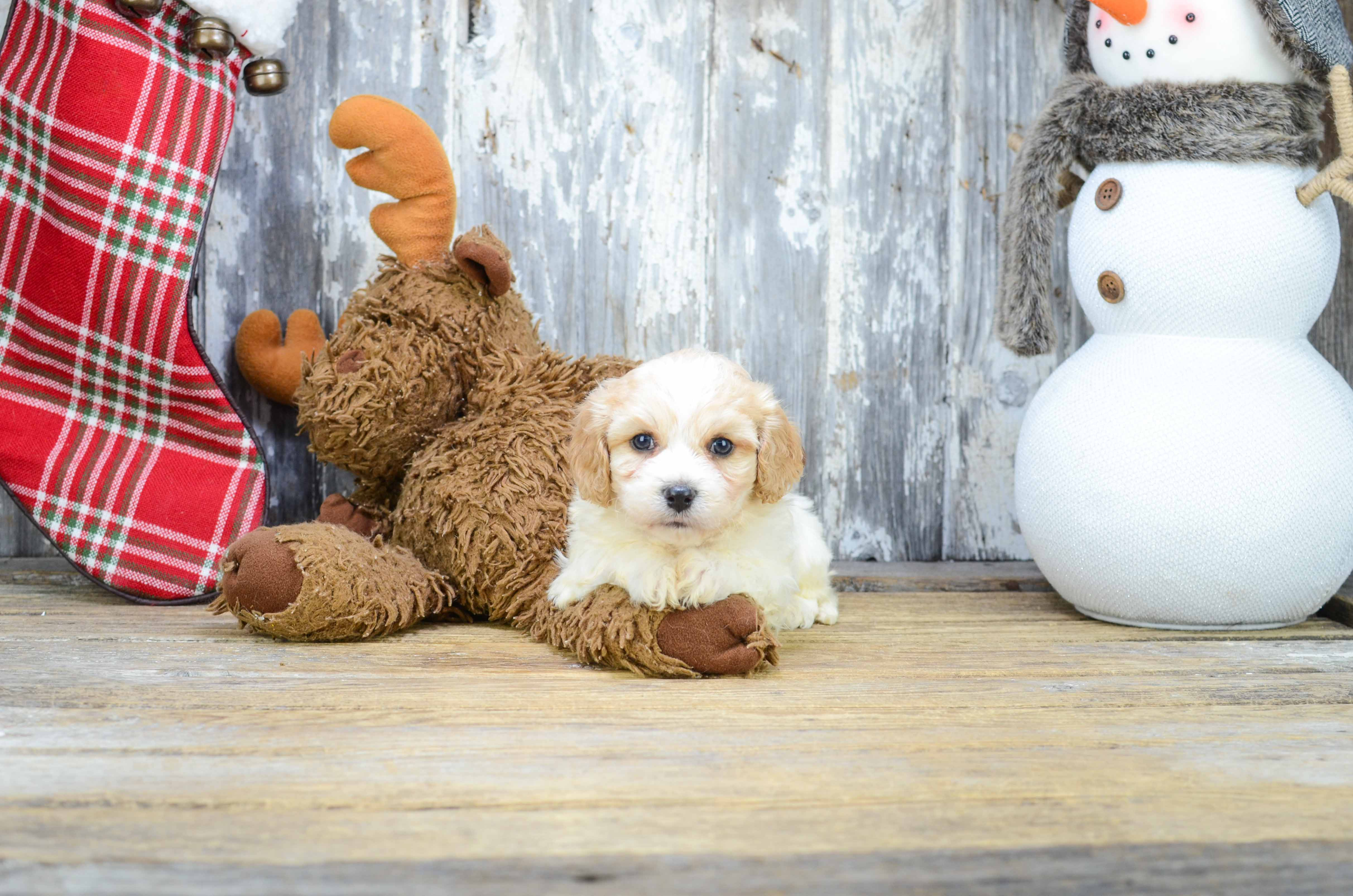 Best Cavachon Baby