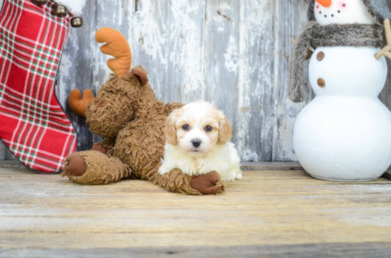 Best Cavachon Baby