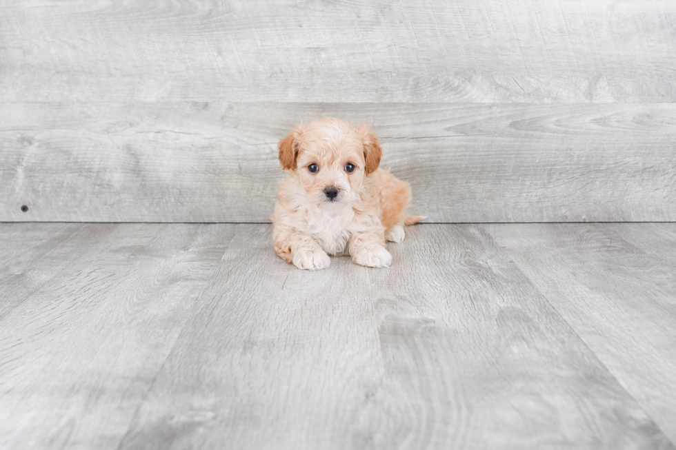 Hypoallergenic Maltepoo Poodle Mix Puppy