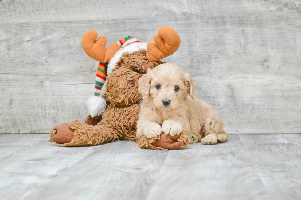 Hypoallergenic Cavoodle Poodle Mix Puppy