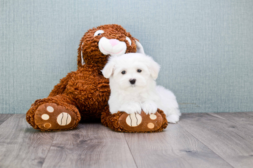 Playful Maltese Purebred Pup