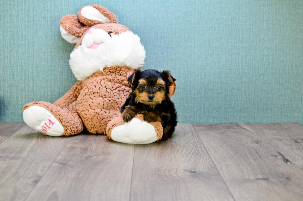 Meet Rascal - our Yorkshire Terrier Puppy Photo 