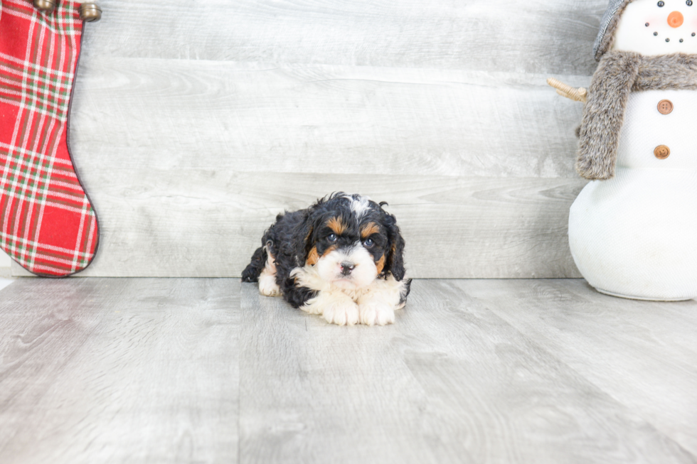 Mini Bernedoodle Pup Being Cute