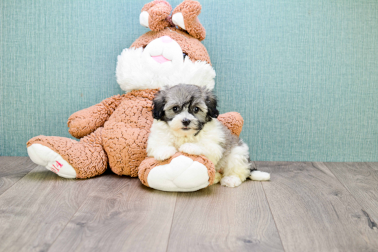 Little Havanese Purebred Pup