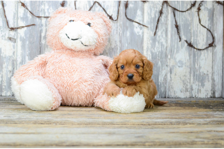 Small Cavapoo Baby