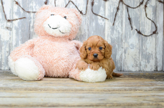 Small Cavapoo Baby