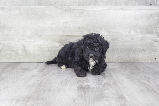 Funny Mini Bernedoodle Poodle Mix Pup