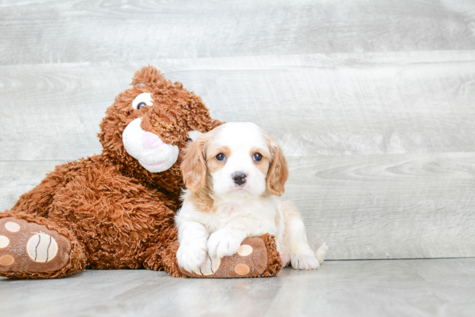 Best Cavalier King Charles Spaniel Baby