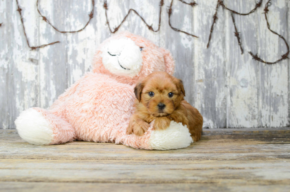 Cute Shorkie Baby