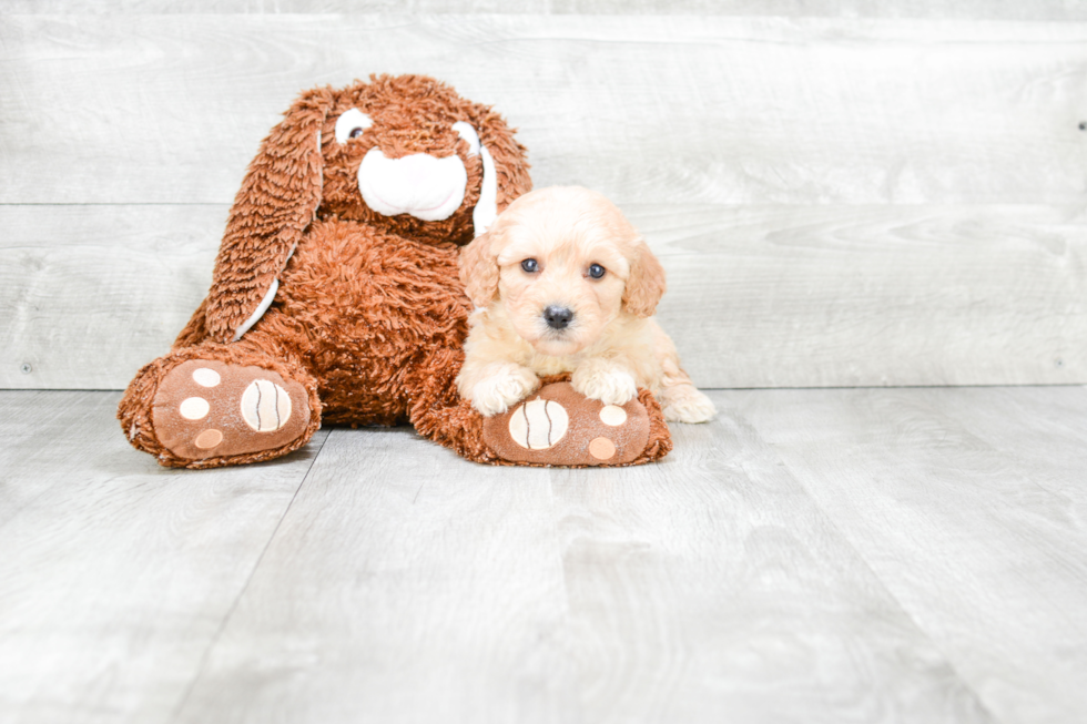 Fluffy Cavapoo Poodle Mix Pup