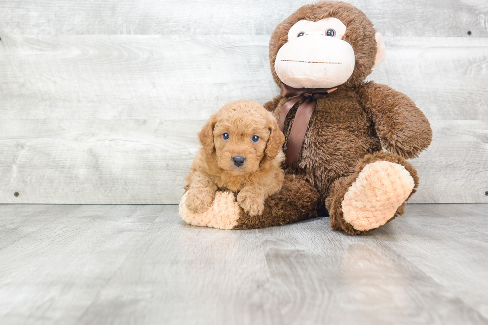 Happy Mini Goldendoodle Baby