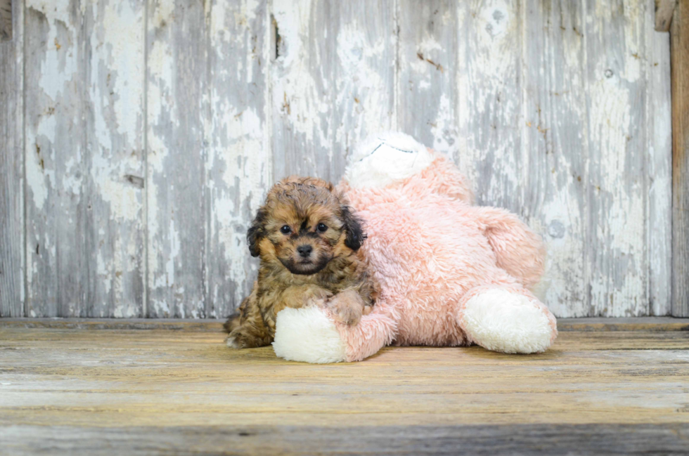 Teddy Bear Puppy for Adoption