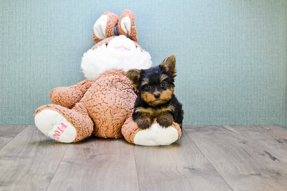 Meet Zoro - our Yorkshire Terrier Puppy Photo 