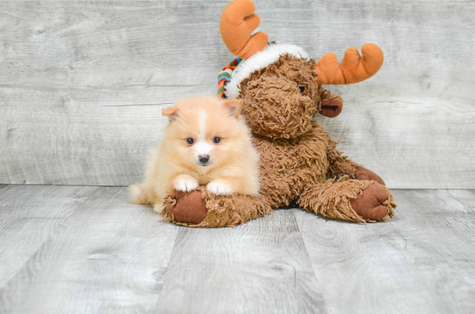 Popular Pomeranian Purebred Pup