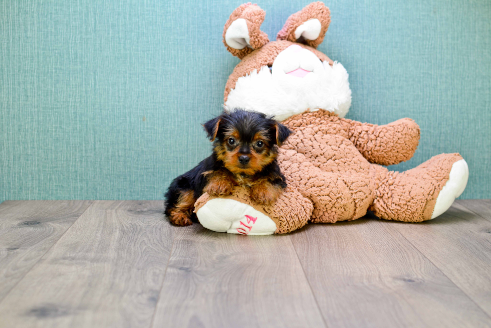 Meet  Joey - our Yorkshire Terrier Puppy Photo 