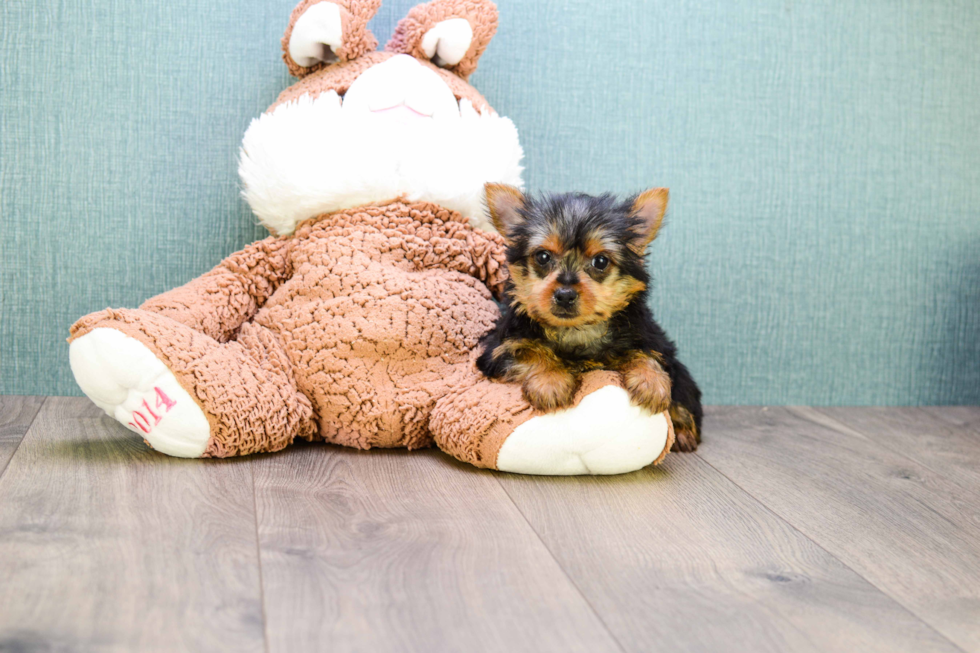 Meet Teacup-Joey - our Yorkshire Terrier Puppy Photo 