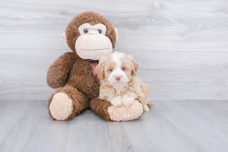 Friendly Mini Goldendoodle Baby