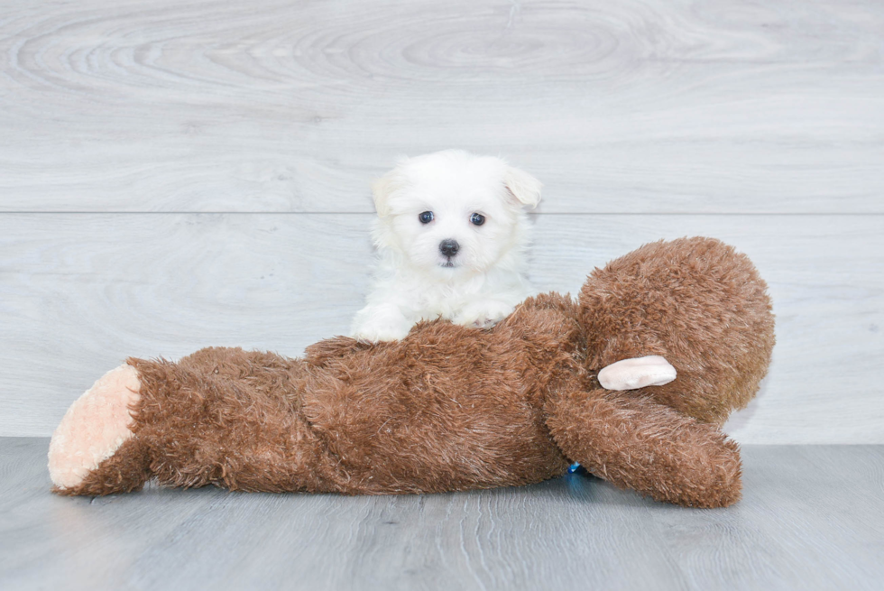 Fluffy Maltese Purebred Puppy