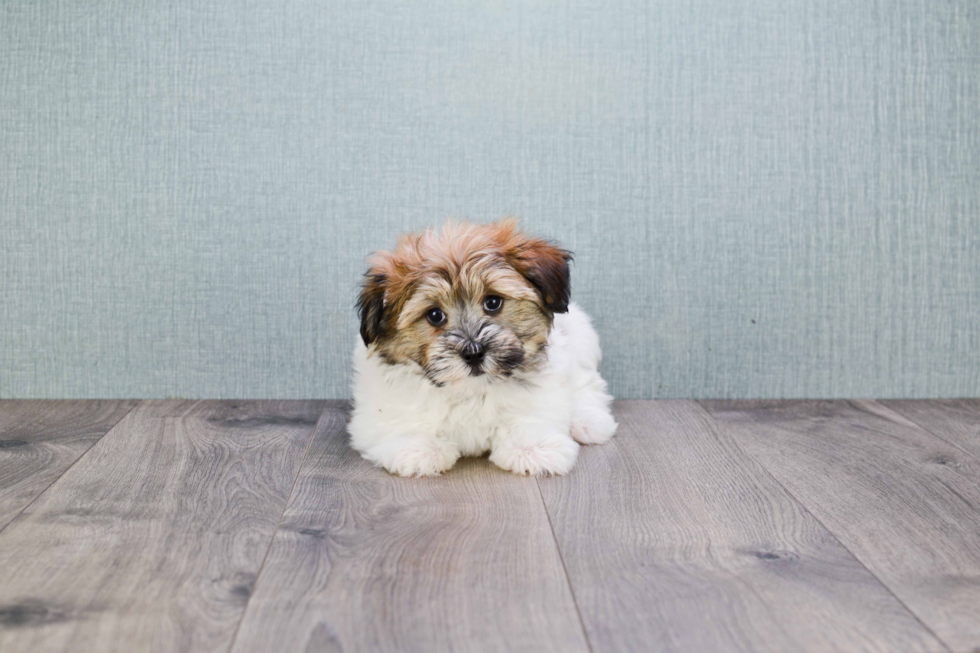 Popular Havanese Purebred Pup