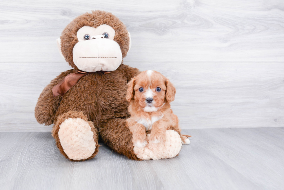 Funny Cavapoo Poodle Mix Pup