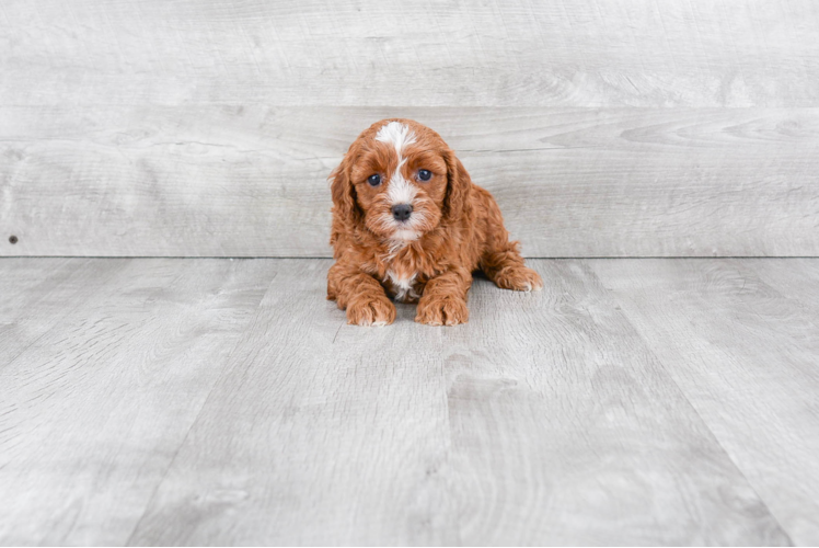 Cute Cavapoo Baby