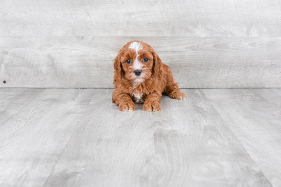 Cute Cavapoo Baby