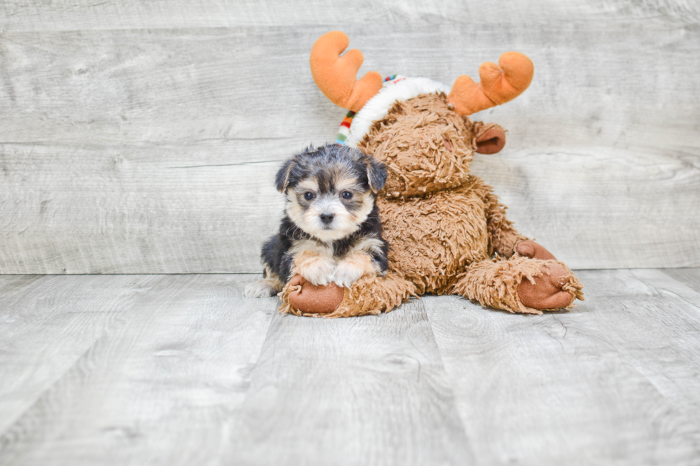 Morkie Puppy for Adoption