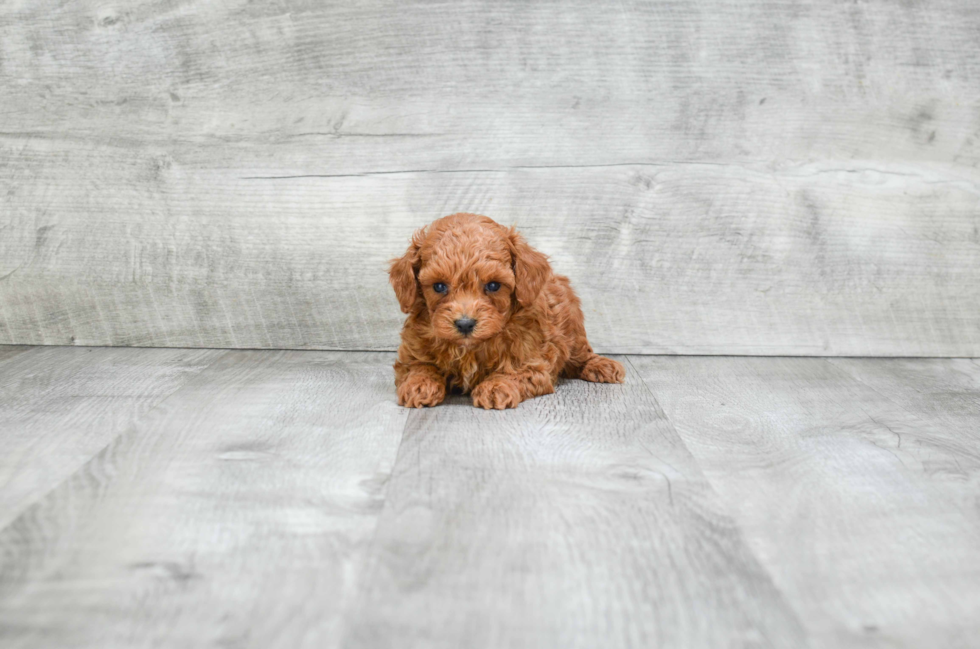 Friendly Poodle Baby