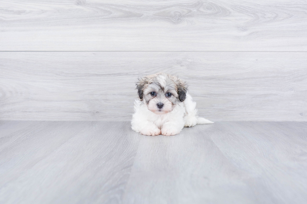 Teddy Bear Pup Being Cute