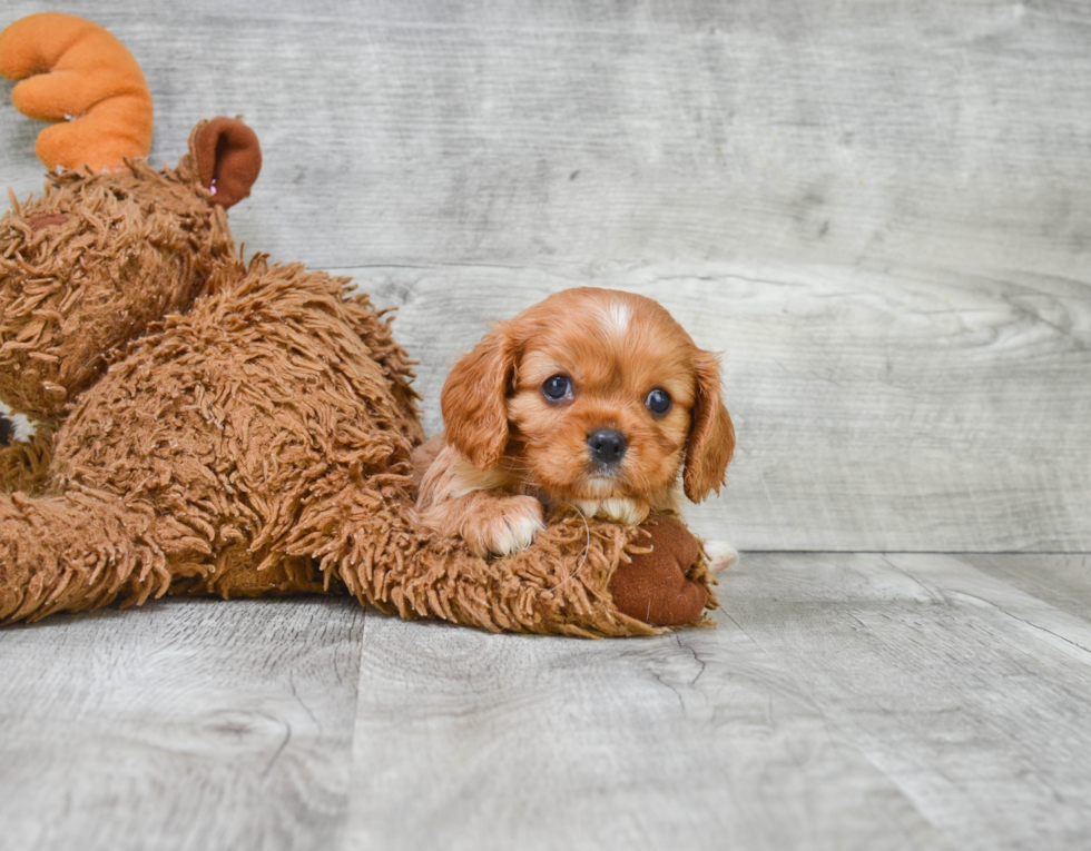 Cavalier King Charles Spaniel Puppy for Adoption