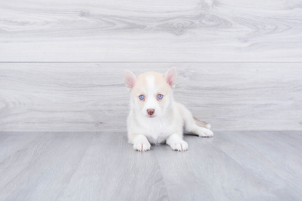 Cute Pomsky Baby