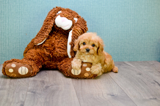 Energetic Cavoodle Poodle Mix Puppy