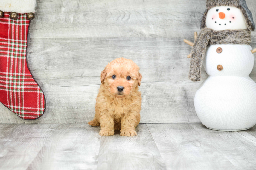 Hypoallergenic Golden Retriever Poodle Mix Puppy