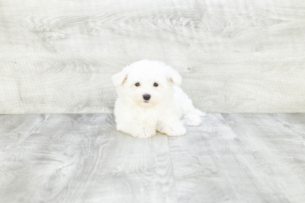 Maltese Puppy for Adoption