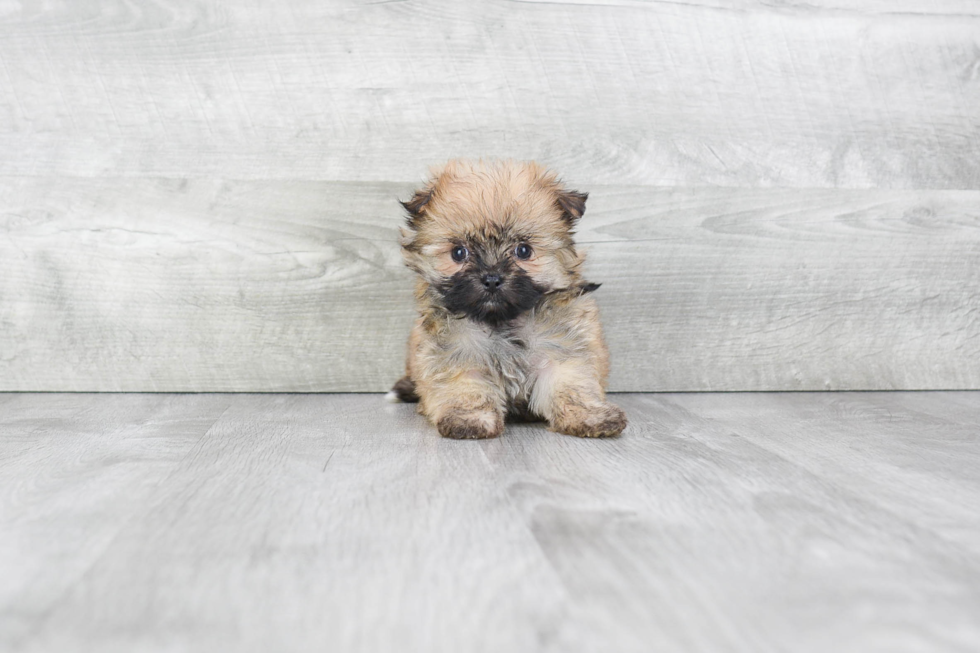 Maltipom Puppy for Adoption