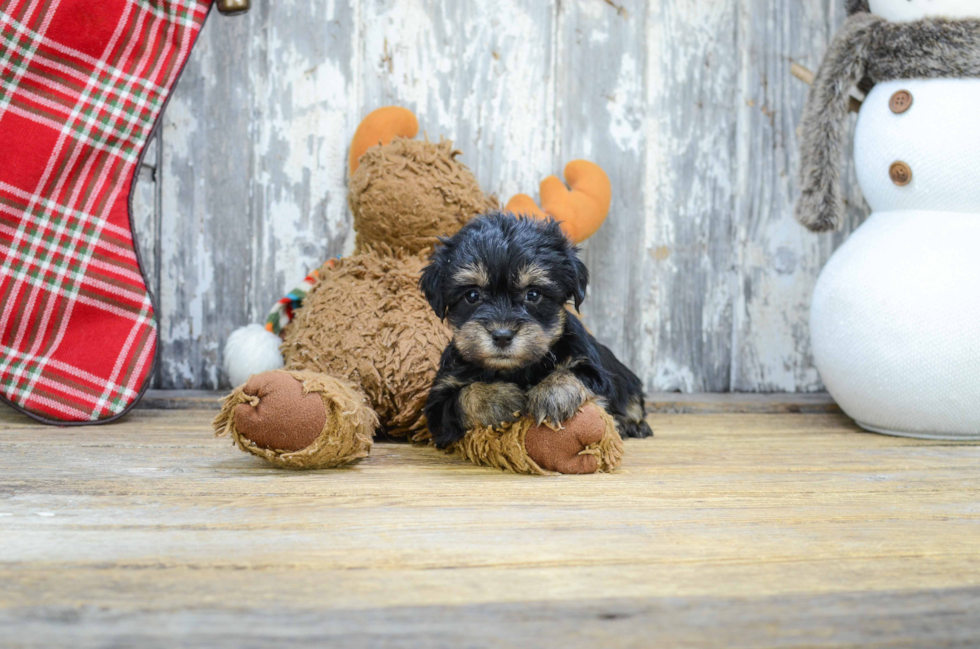 Fluffy Morkie Designer Pup