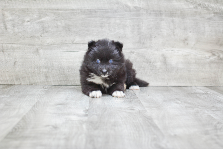 Pomsky Puppy for Adoption