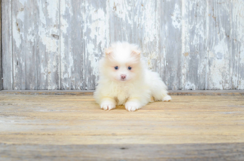 Smart Pomeranian Purebred Puppy