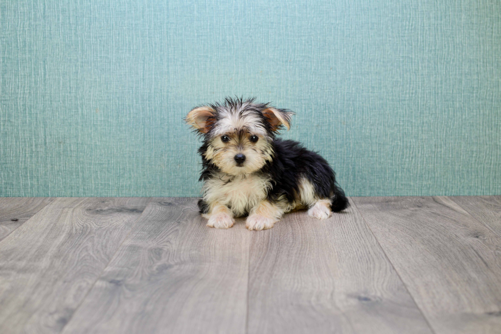 Morkie Puppy for Adoption