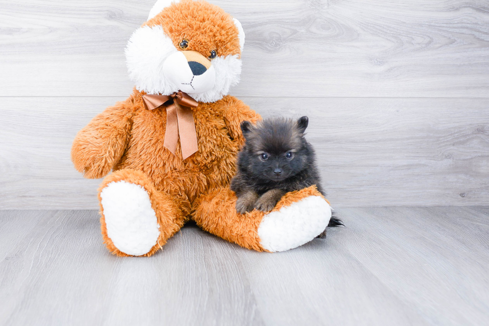 Energetic Pomeranian Purebred Puppy